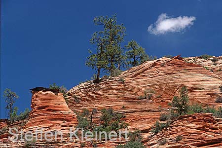 zion np 036